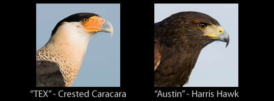 Raptor Power: Discover Birds of Prey - CuriOdyssey