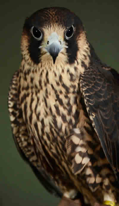 Raptor Power: Discover Birds of Prey - CuriOdyssey