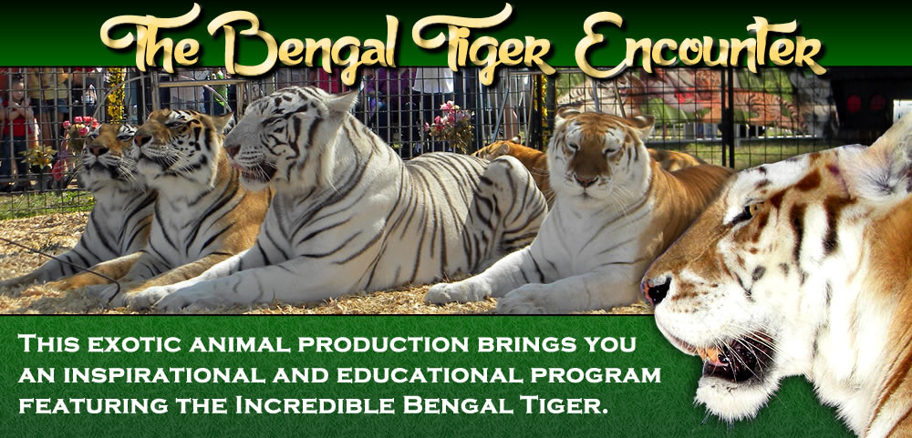 Stunning pre release business for Bengal Tiger