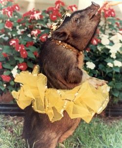 pig in yellow tutu